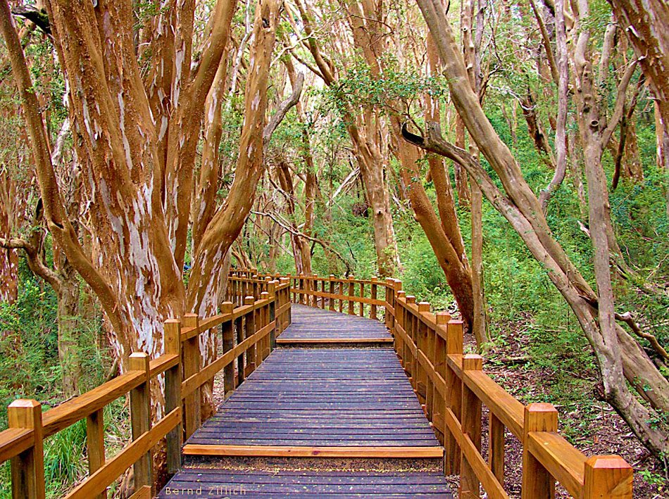 Parque Nacional Arrayanes - Villa La Angostura