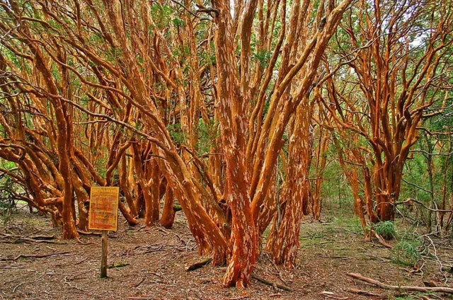 Bosque de Arrayanes
