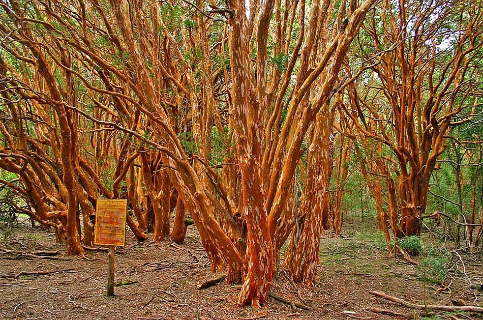 Bosque de Arrayanes