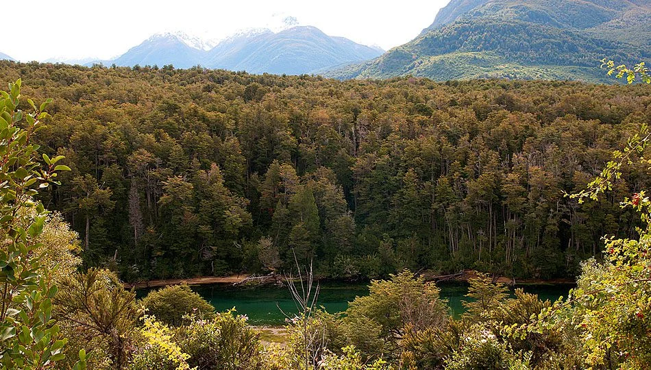 Bosque de Arrayanes