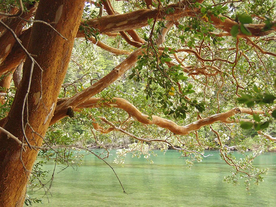 Bosque de Arrayanes