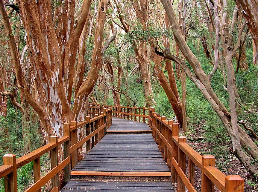 Bosque de Arrayanes