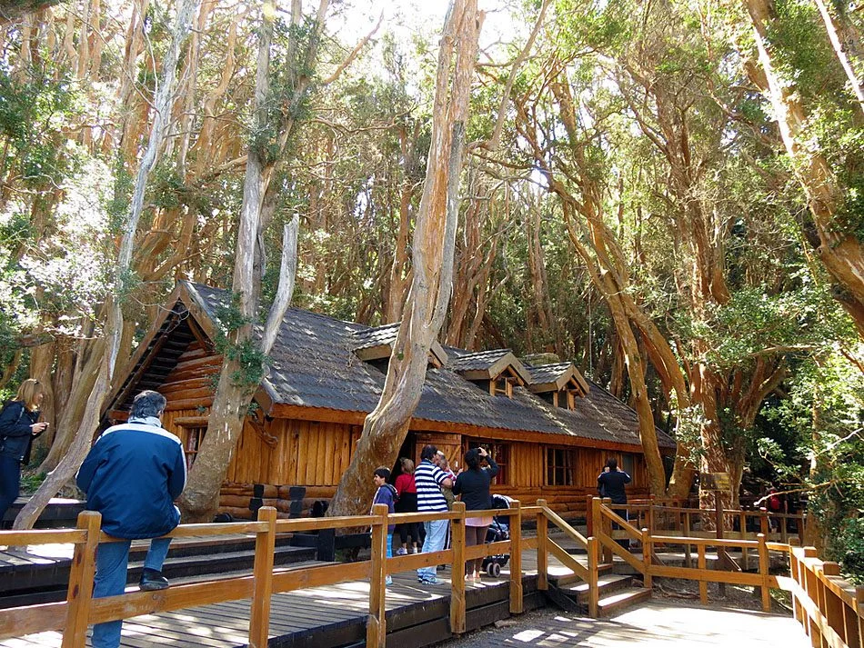 Bosque de Arrayanes