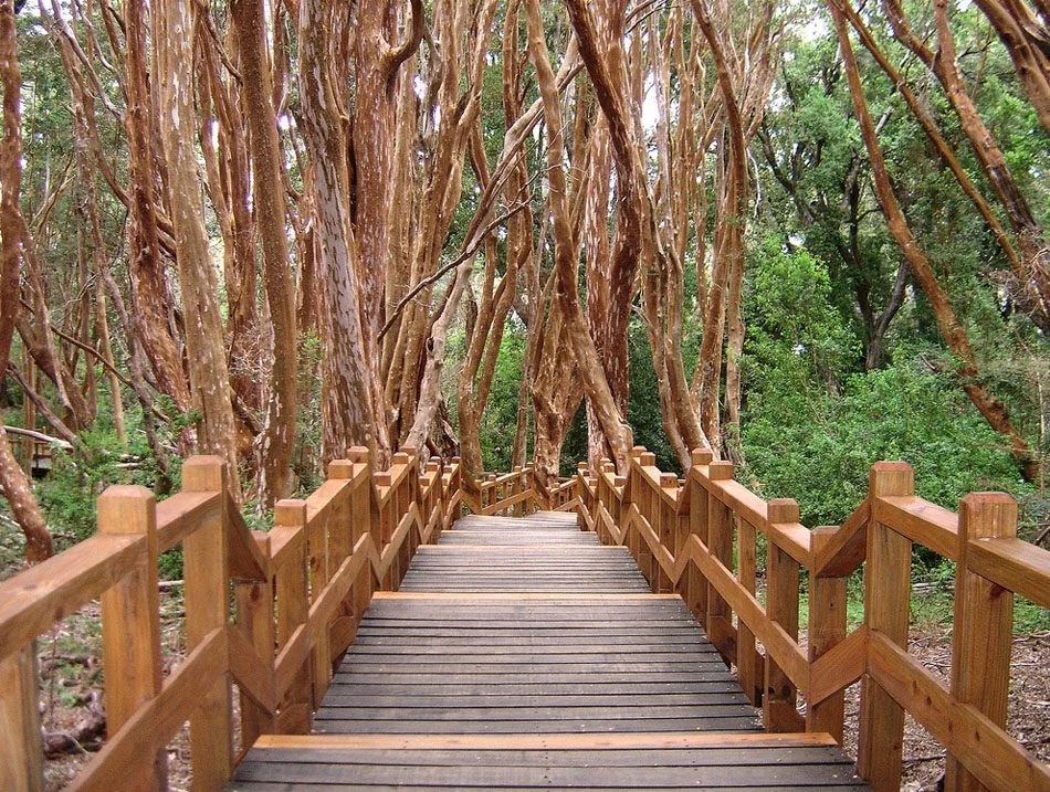 Bosque de Arrayanes