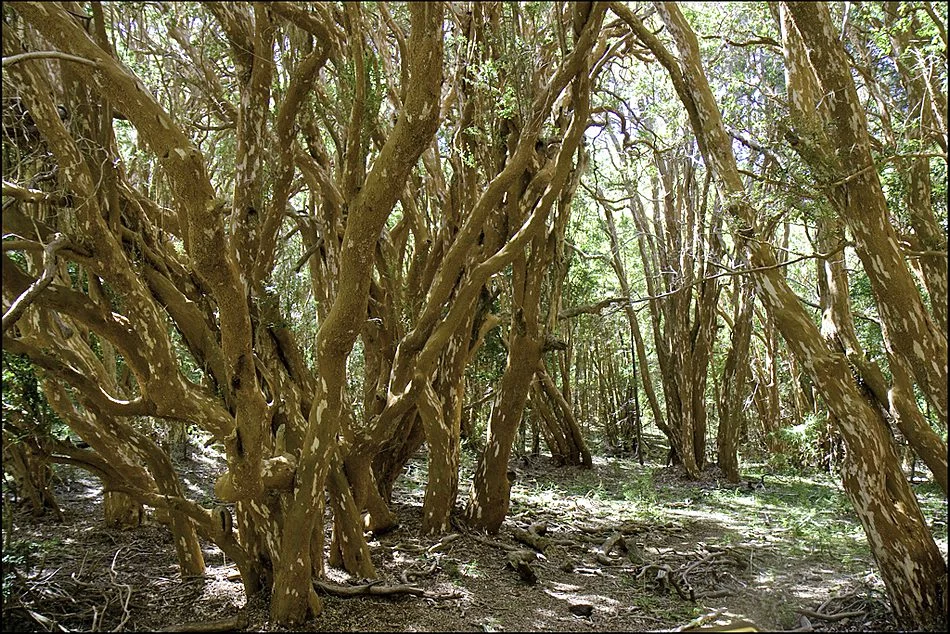 Bosque de Arrayanes