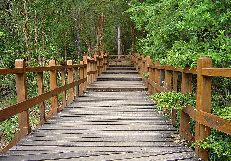 Bosque de Arrayanes