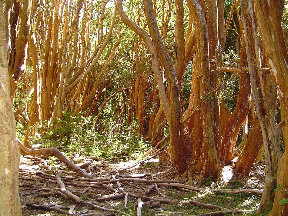 Bosque de Arrayanes
