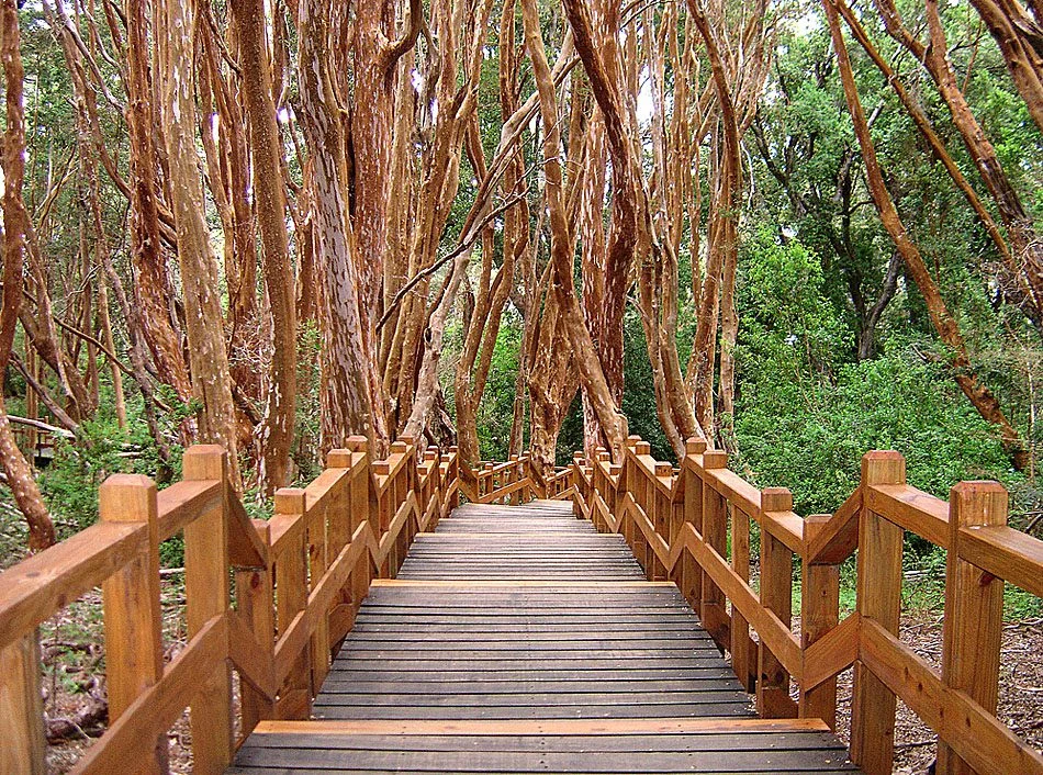Bosque de Arrayanes