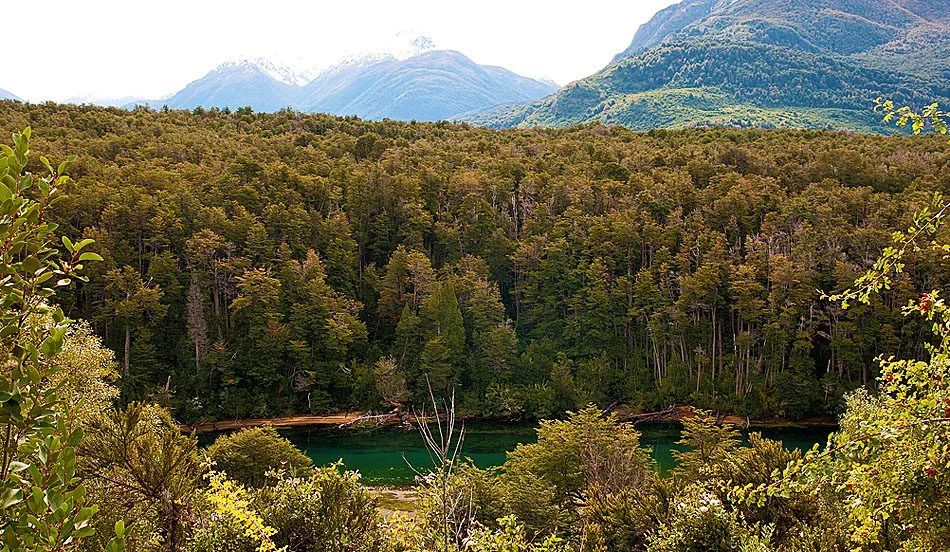 Bosque de Arrayanes