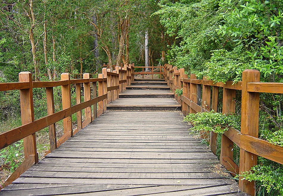 Bosque de Arrayanes