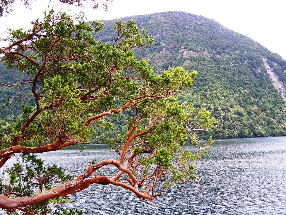 Bosque de Arrayanes
