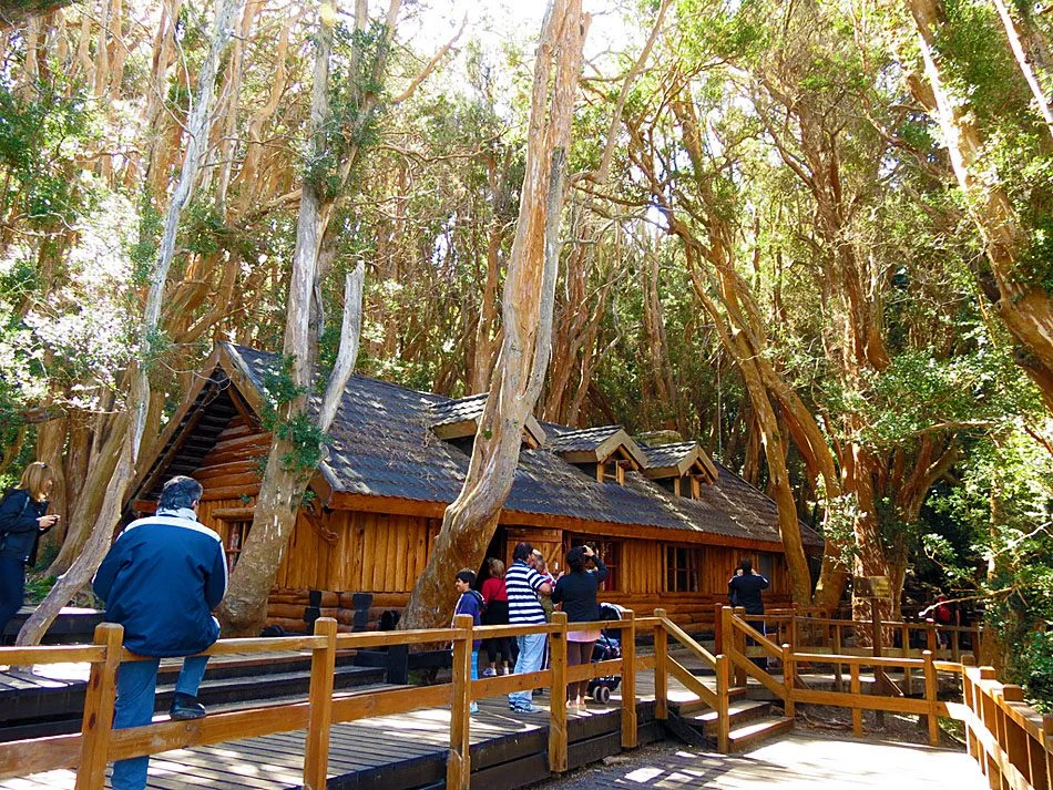 Bosque de Arrayanes