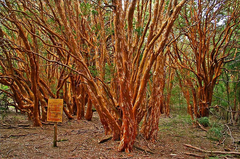Bosque de Arrayanes