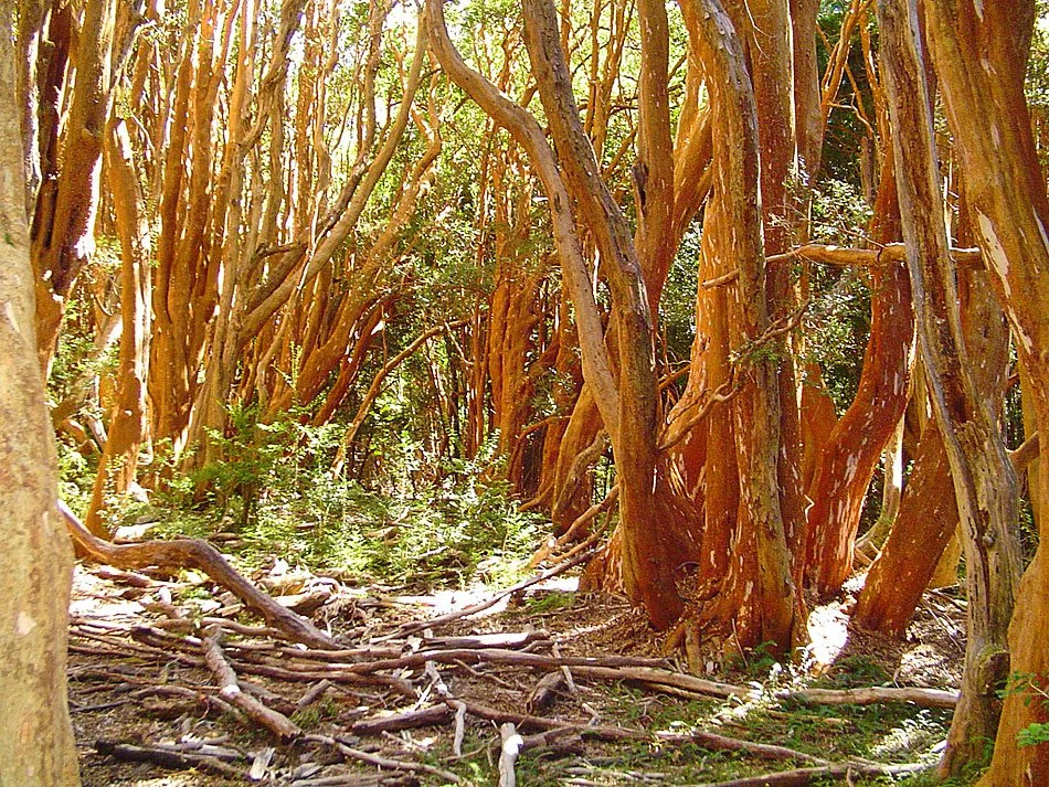 Bosque de Arrayanes