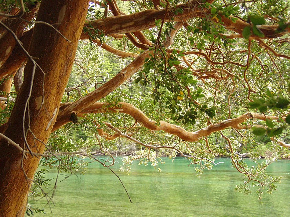 Bosque de Arrayanes