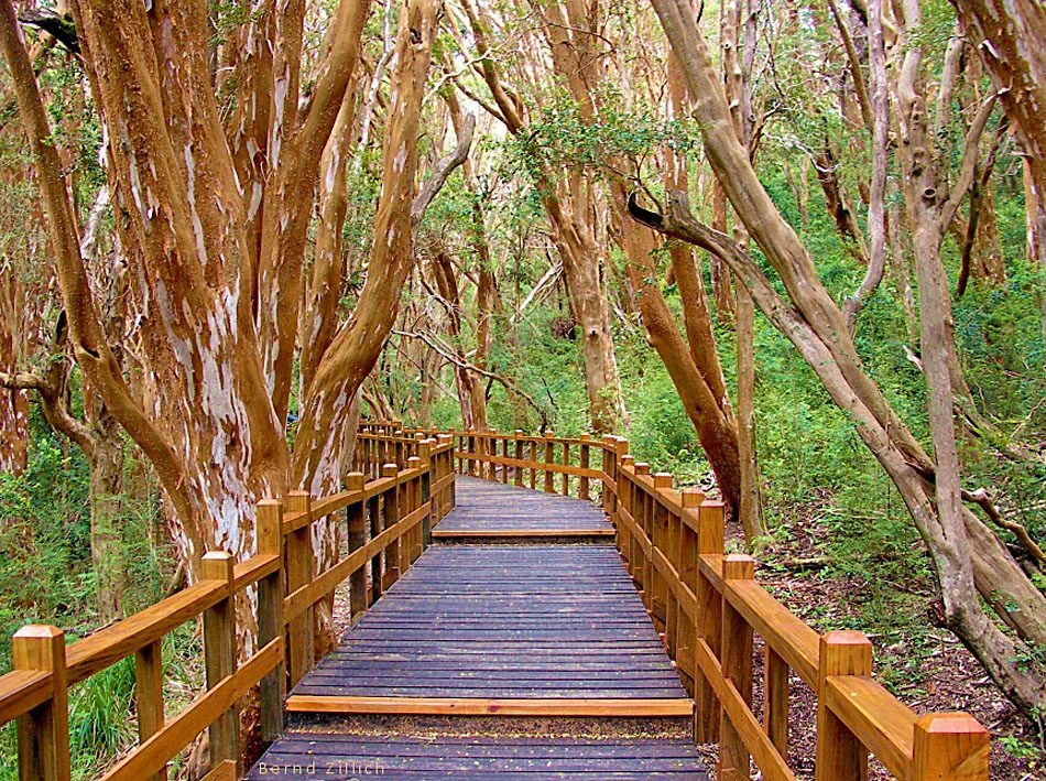 Bosque de Arrayanes