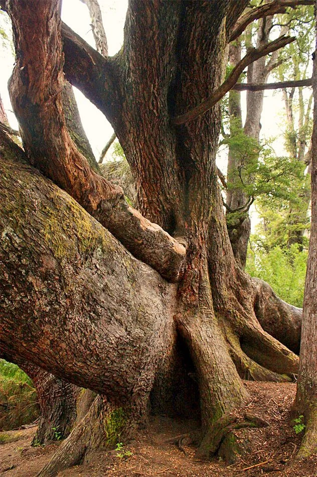 Coihue el Abuelo – Brazo Última esperanza