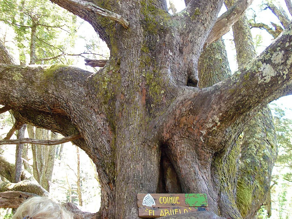 Coihue el Abuelo – Brazo Última esperanza
